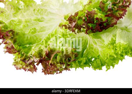 Grüne und rote Salatblätter Nahaufnahme isoliert auf weißem Hintergrund. Inhaltsstoff für gesunde Ernährung Stockfoto