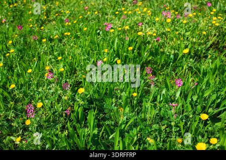 Textur einer üppigen Wiese mit grünem Gras und blühenden kleinen gelben und rosa Wildblumen bei hellem Tageslicht. Malta. Stockfoto