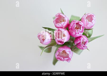 Rosa Tulpenstrauß auf weißem Hintergrund, Frühlingsblumen minimaler Stil Stockfoto