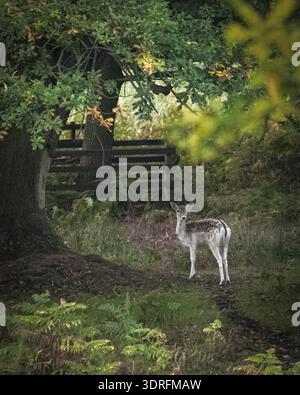 Junge Damhirsche, die unter Waldbäumen auf schattigen Waldwegen in Leicestershire stehen Stockfoto