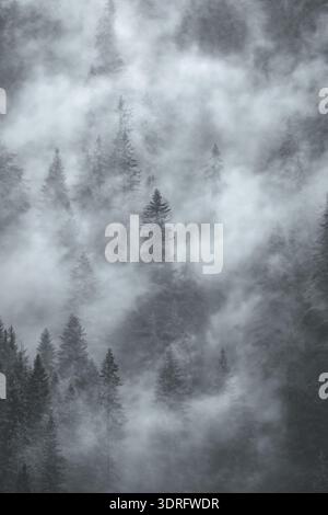 Dichter Nebel bedeckt einen Berg in den österreichischen Alpen mit Nadelwald, monochrom, atmosphärische Stimmung, matter Effekt, vertikal Stockfoto