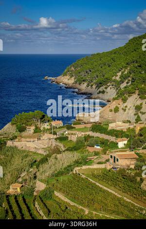 Weinberge an der Küste, Banyalbufar, Mallorca, Balearen, Spanien Stockfoto