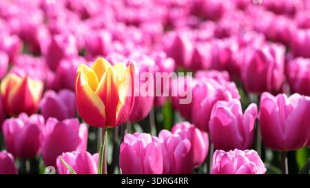 Lebhafte Tulpenfelder in Flevoland mit Frühlingsschönheiten und farbenfrohen Blüten Stockfoto