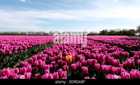 Im Frühling blühen in Flevoland, Niederlande, unter sonnigem Himmel leuchtende Tulpenfelder Stockfoto