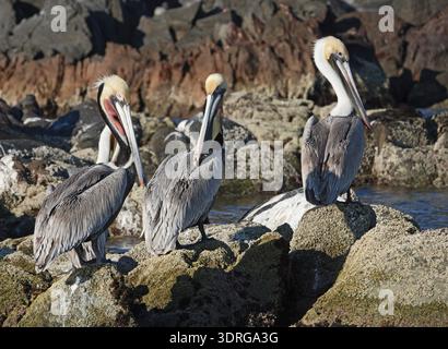 Pelikane, Pelecanus occidentalis, waren einst eine vom Aussterben bedrohte Art in Nordamerika, haben sich aber seitdem erholt und sind im P reichlich vorhanden Stockfoto