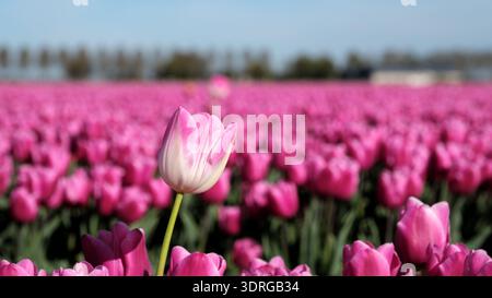 Lebhafte Tulpenfelder in Flevoland, die die Schönheit des Frühlings in den Niederlanden zeigen Stockfoto