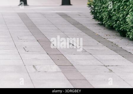 Weißer und schwarzer Vogel, der auf einem gepflasterten Gehweg in der Nähe grüner Hecke im Stadtgebiet spaziert Stockfoto
