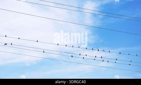 Schwalbengruppe auf Stromkabeln mit klarem blauem Himmel Hintergrund, einfache natürliche Komposition symbolisiert Kommunikation, Migration und Alltag Stockfoto