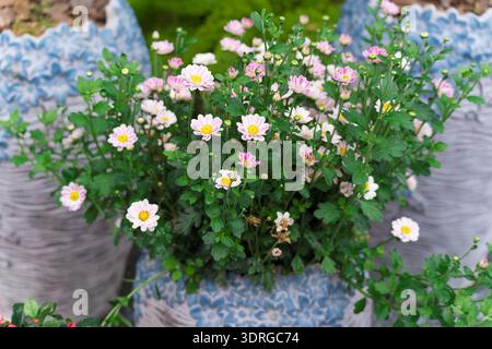 Rosafarbene und weiße Chrysanthemen in blauen Keramiktöpfen mit grünem Laub, Gartenanlage Stockfoto
