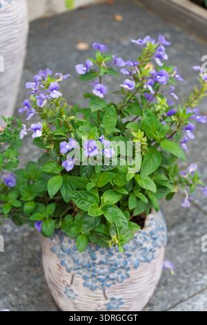 Lila Blume in Keramiktopf mit grünen Blättern auf Steinboden Stockfoto
