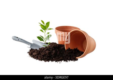 Pflanzung von Setzlingen aus Töpfen im Boden im Garten. Gartenkonzept. Junge wachsende kleine Zitrusbäume, Tonterrakotta leere Töpfe, schwarzer Boden mit Humus Stockfoto
