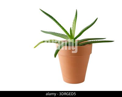 Aloe vera junge Pflanze in Tontopf isoliert auf weißem Hintergrund. Grüne saftige Pflanzen, die im Garten oder Haus angebaut werden. Stockfoto