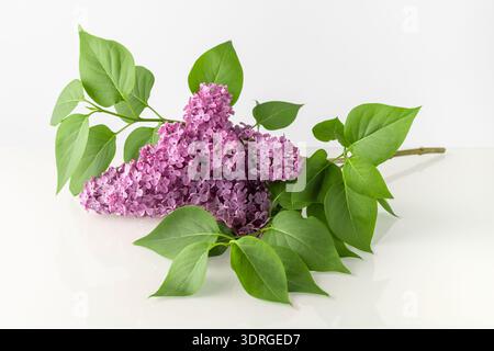 Fliederzweig mit blühendem Aroma violetter Blüten und Reflexion auf weißem Glashintergrund. Frühlingsblumen. Stockfoto