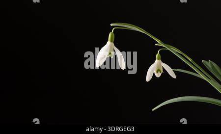 Erster Frühling wilde weiße Schneeglöckchen Blumen (Galanthus nivalis) Nahaufnahme auf schwarzem Hintergrund. „Hello Spring“-Karte oder Blumenrand Stockfoto