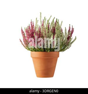Blühende weiße und rosa Heidekraut-Blüten (calluna vulgaris L.) in Tontopf isoliert auf weißem Hintergrund. Herbst- und Winterpflanzen, die in der Garde kultiviert werden Stockfoto