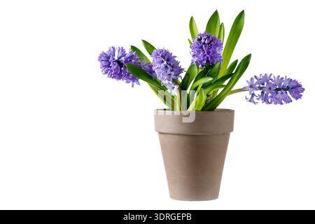 Blumenstrauß violett-blauer Garten blühende Hyazinthen Blüten in Vintage-Keramik-braunem Topf isoliert auf weißem Hintergrund. Frühlings- und osterpflanze Stockfoto