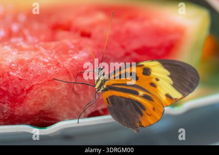 Nahaufnahme des Numata-Langflügelschmetterlings (Heliconius numata), der Wassermelonen im Schmetterlingsgarten ernährt. Stockfoto