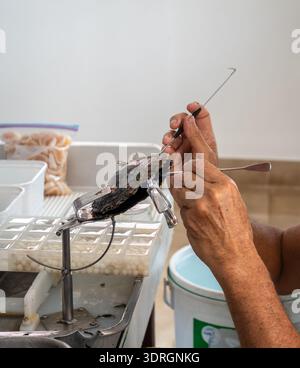 Die Ernte der schwarzen Tahaa-Perlen auf der Insel Tahaa, Französisch-Polynesien Stockfoto