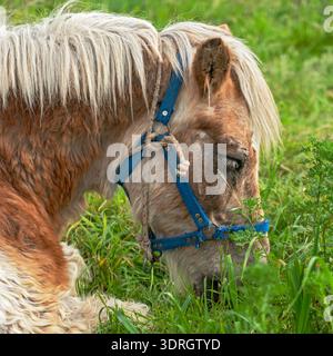 Seitenprofil eines Hauspferdes mit langer weißer Mähne und blauem Neckholder, das tagsüber auf üppig grünem Gras auf einer ländlichen Wiese weidet. Stockfoto