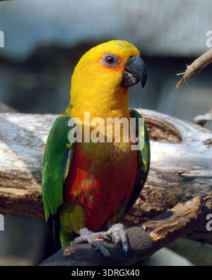 Jandaya Sittich, Jenday Conure, Jendayasittich, Conure jandaya, Aratinga jandaya, Jandaya-aratinga Stockfoto