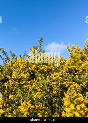 Leuchtend gelbe Ginsterblüten blühen intensiv vor einem klaren, hellblauen Himmel mit dünnen Wolken Stockfoto