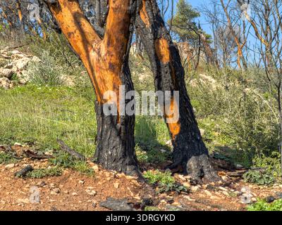 Feuer vernarbte Kiefernstämme auf einem felsigen Hügel. Orangenholz unter verkohlter Rinde, sonniger Tag. Verbrannte Bäume nach einem Waldbrand in Attika Griechenland, Nahaufnahme. Stockfoto