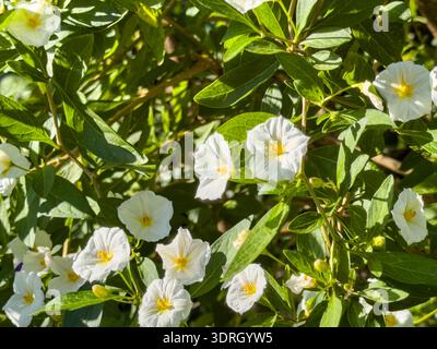 Solanum rantonnetii Pflanze, weiße Blüten mit gelben Staubblättern, hellgrüne Blätter aus der Nähe. Kartoffelbusch, Weißer Charles oder Lycianthes rantonnetii Stockfoto