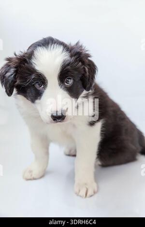 Lustiges Studio-Porträt des niedlichen lächelnden Welpen-Hundeband-Collie auf weißem Hintergrund Stockfoto