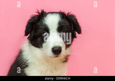 Lustiges Studio-Porträt des niedlichen lächelnden Welpen-Hundespielbordcollie auf rosa Pastellhintergrund Stockfoto