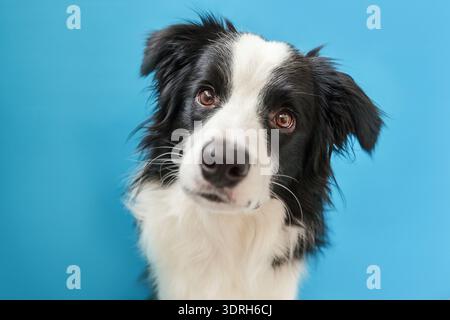 Lustiges Studio-Porträt des niedlichen lächelnden Welpen-Hunderandkollie isoliert auf blauem Hintergrund. Neues nettes Familienmitglied, Little Do Stockfoto