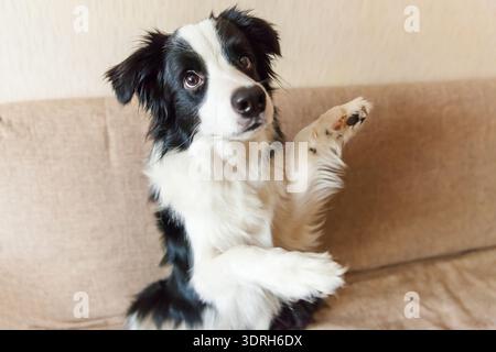 Lustiges Porträt von süßem, lächelndem Hundelhund-Collie auf der Couch. Neues nettes Mitglied der Familie, kleiner Hund zu Hause, der blickt und wartet Stockfoto
