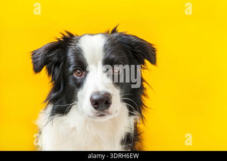 Lustiges Studio-Porträt des niedlichen lächelnden Welpen-Hunderandkollie isoliert auf gelbem Hintergrund. Ein neues nettes Mitglied von Familie Little Stockfoto