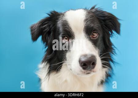 Lustiges Studio-Porträt des niedlichen lächelnden Welpen-Hunderandkollie isoliert auf blauem Hintergrund. Neues nettes Familienmitglied, Little Do Stockfoto