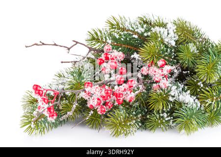 Tannenzweig mit stechpalme Stockfoto
