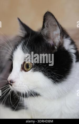 Eine schwarz-weiße Katze sitzt ruhig und dreht den Kopf, um die Umgebung zu beobachten. Weiches Licht erfüllt den Raum, während die Katze etwas in der Ferne beobachtet Stockfoto
