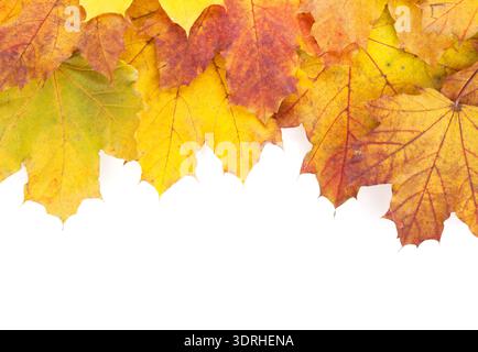 Farbenfroher Rahmen aus Ahornblättern im Herbst Stockfoto