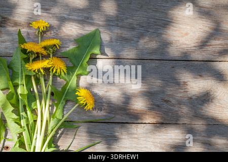 Löwenzahn Blumen auf Gartentisch Stockfoto