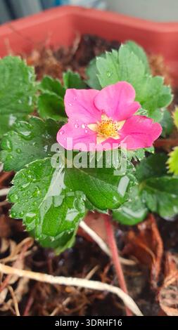 Rosafarbene Erdbeerblüte mit gelbem Zentrum und Wassertropfen auf Blütenblättern in einem Containergarten. Nahaufnahme der Fragaria-Pflanze mit grünen Blättern nach Regen Stockfoto