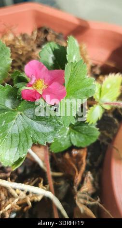 Rosa Erdbeerblume blüht in einem Containergarten nach Regen. Nahaufnahme der Fragaria-Pflanze mit grünen Blättern und Wassertropfen auf Blütenblättern. Städtisch Stockfoto