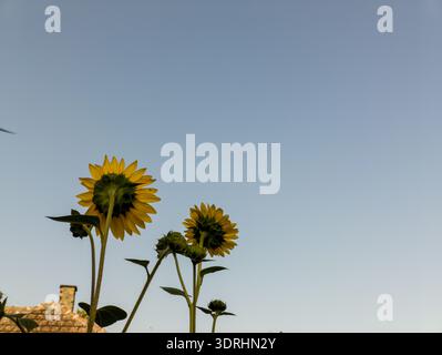 Sonnenblumen (Helianthus annuus) schossen aus einem niedrigen Winkel gegen einen klaren blauen Himmel. Stockfoto