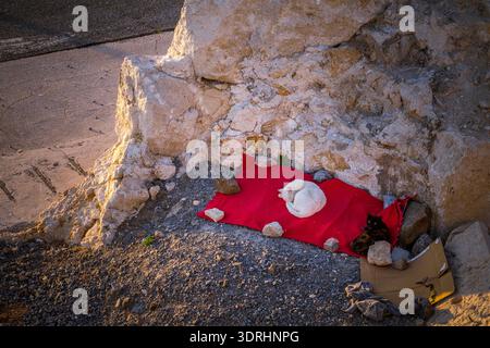 Malaga Spanien Blick auf zwei obdachlose Katzen, die an einem ruhigen Abend mit sanfter Sonne auf einer roten Decke in der Nähe einer historischen Steinmauer im Stadthafenbereich schlafen Stockfoto