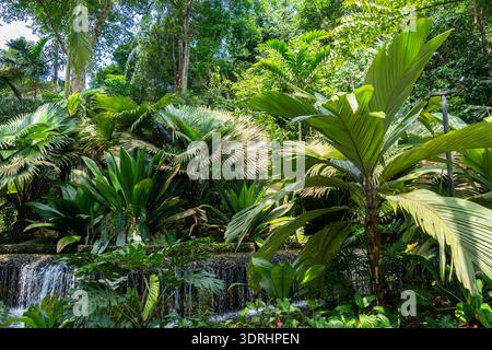 Tropischer Regenwald im Botanischen Garten von Singapur Stockfoto
