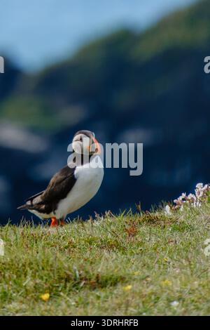 Ein lebendiger Papageientaucher thront auf üppigem grünem Gras in Island, umgeben von Wildblumen und der Kulisse von zerklüfteten Klippen. Klar Stockfoto