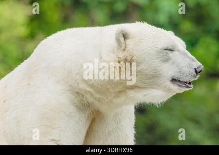 Der große weiße Eisbär ruht sich aus und sitzt auf Stein Stockfoto