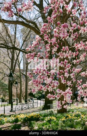 Während der Frühjahrssaison blühen Blumen auf einem Magnolienbaum in einem Stadtpark, während die Menschen das sonnige Wetter genießen Stockfoto