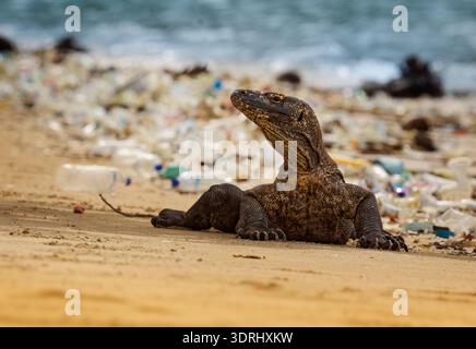 Komodo-Drache (Varanus komodoensis) auf Sandstrand voller Plastikmüll, mächtiges endemisches Reptil Indonesiens, das Meerespoll hervorhebt Stockfoto