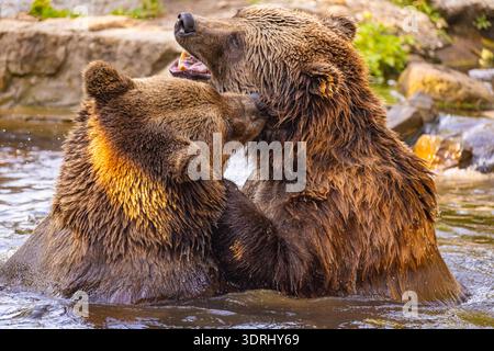 Zwei wilde Braunbären, ursus Arctos, die im Wasser spielen. Bären kämpfen im Wasser, nehmen verschiedene Posen mit offenem Mund und spla ein Stockfoto