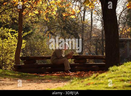 Senior Mann liest Zeitung auf Holzbank im Herbstwald mit warmem Sonnenlicht Stockfoto