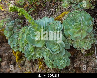 Nahaufnahme der Aeonium Sukkulenten Pflanze. Stockfoto