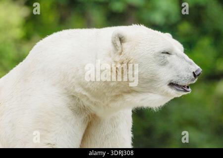 Der große weiße Eisbär ruht sich aus und sitzt auf Stein Stockfoto